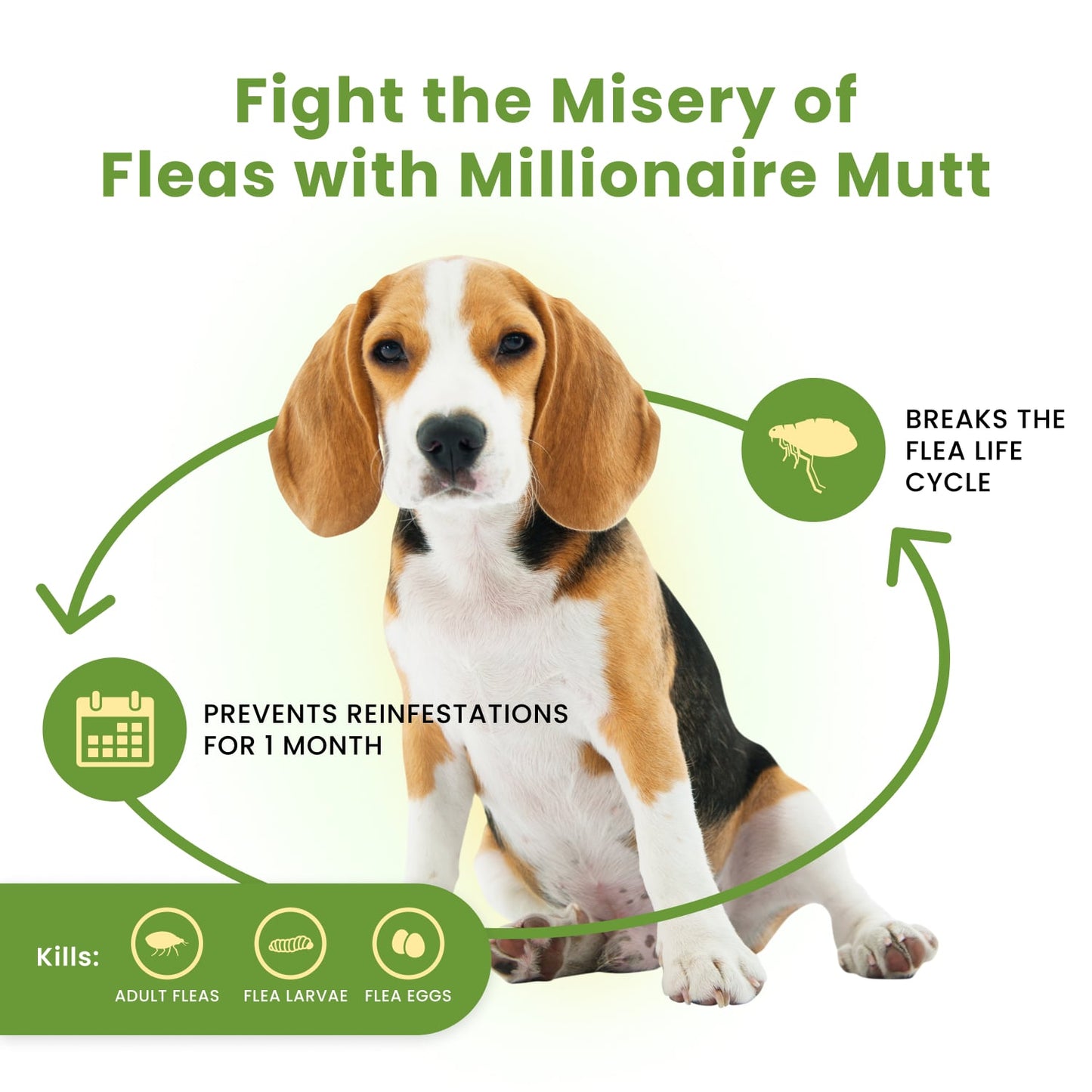 Chemical-Free Flea & Tick Control