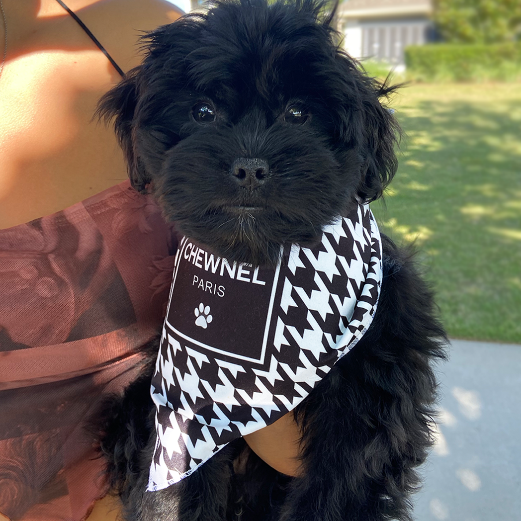 Chewnel dog clothes clearance