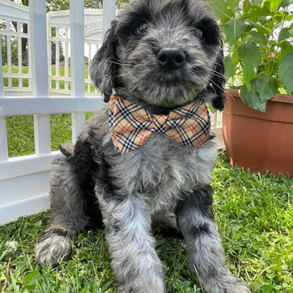 Luxury dog bow tie bandana fashion parody