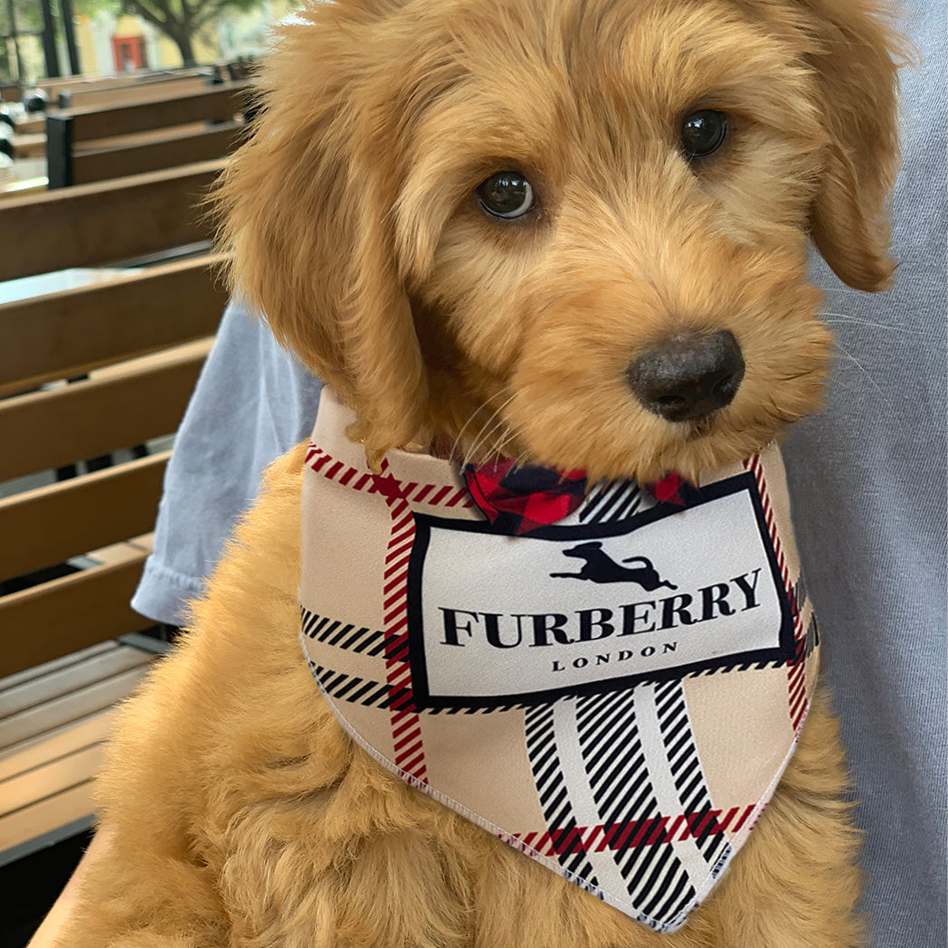 Designer authorized dog coats burberry