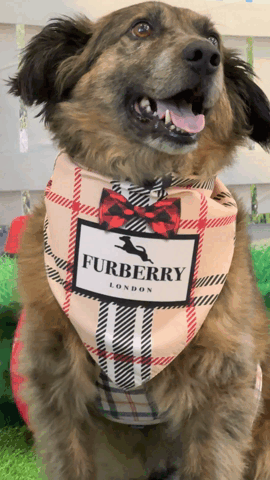 Fursace – Millionaire Mutt