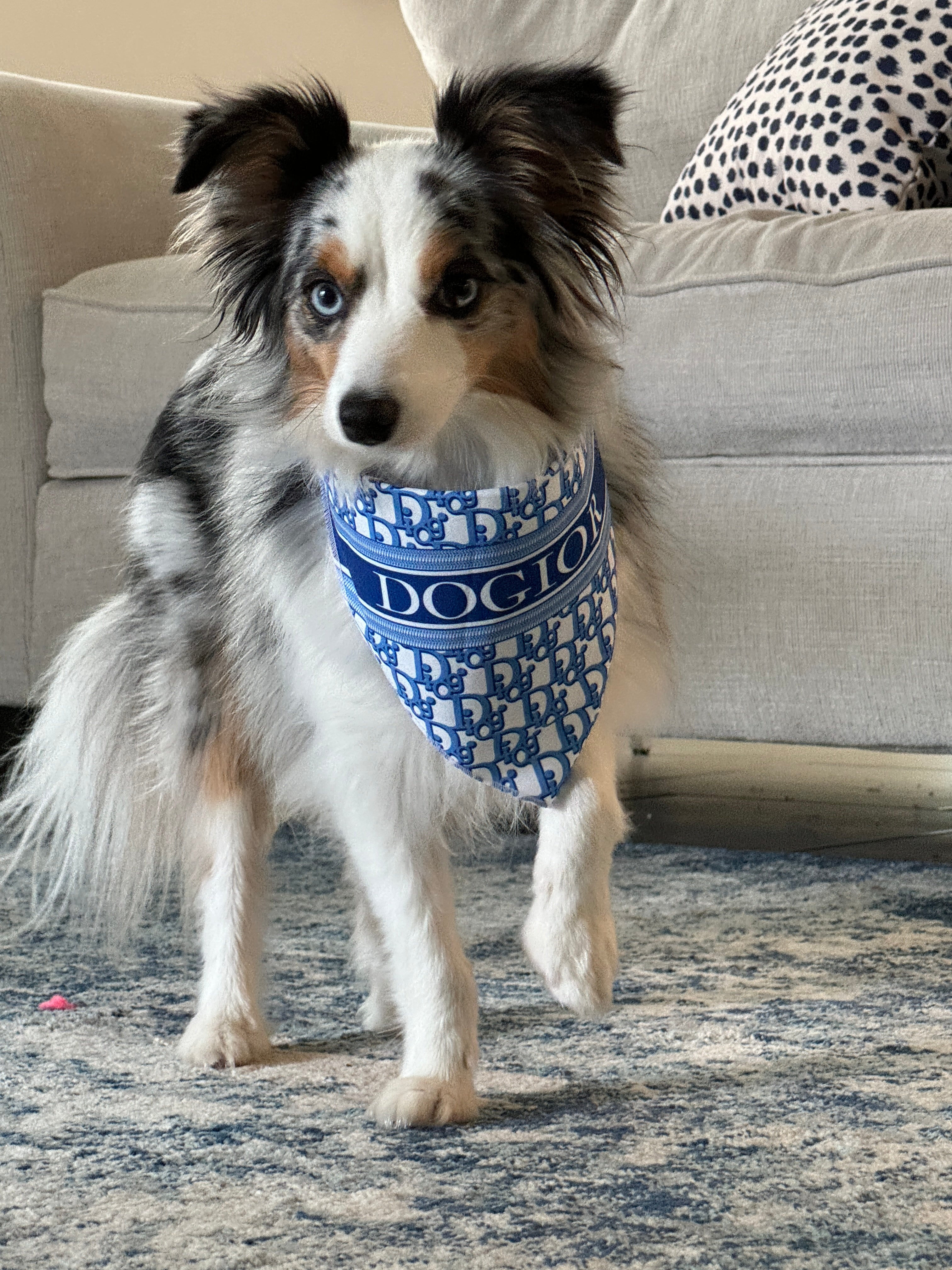 BARK JACOBS – Millionaire Mutt