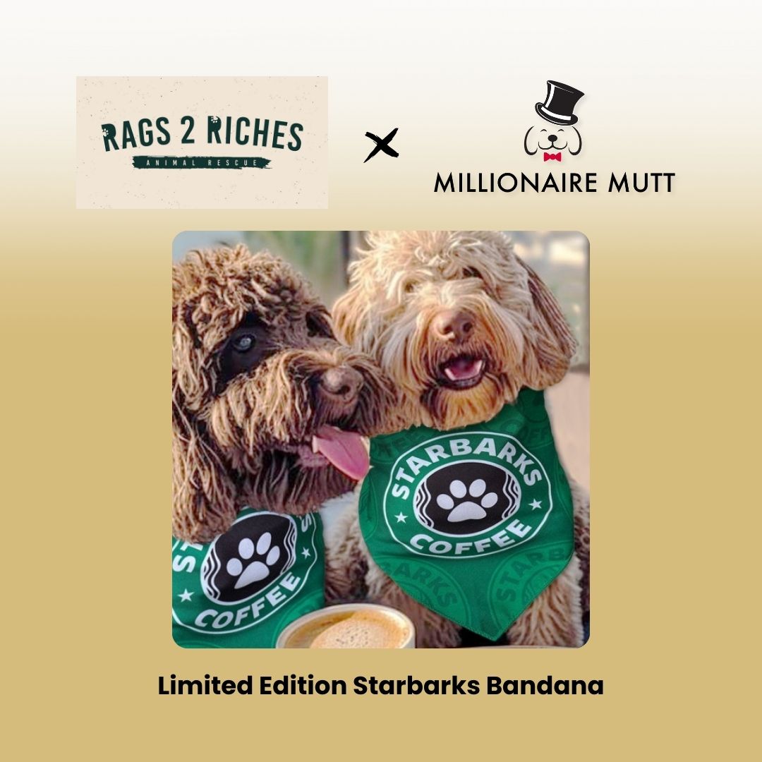 Luxury dog bandana designer fashion parody